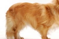 Picture of red longhaired Chihuahua, coat detail