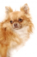 Picture of red longhaired Chihuahua, head study