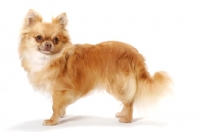 Picture of red longhaired Chihuahua, side view