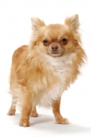 Picture of red longhaired Chihuahua