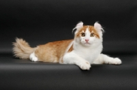 Picture of Red Mackerel Tabby & White American Curl, lying down