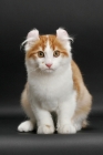 Picture of Red Mackerel Tabby & White American Curl, looking at camera