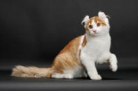 Picture of Red Mackerel Tabby & White American Curl, one leg up