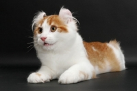 Picture of Red Mackerel Tabby & White American Curl, looking away