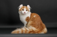 Picture of Red Mackerel Tabby & White American Curl, sitting down