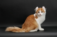 Picture of Red Mackerel Tabby & White American Curl, sitting down