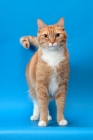 Picture of Red Mackerel Tabby & White Cat, standing