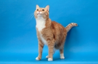 Picture of Red Mackerel Tabby & White Cat, looking up