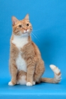 Picture of Red Mackerel Tabby & White Cat, looking away