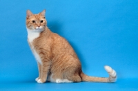 Picture of Red Mackerel Tabby & White Cat, sitting