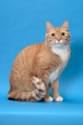 Picture of Red Mackerel Tabby & White Cat, sitting