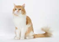 Picture of Red Mackerel Tabby & White Siberian cat