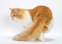 Picture of Red Mackerel Tabby & White Siberian cat