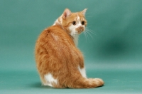 Picture of Red Mackerel Tabby & White cat, back view