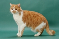 Picture of Red Mackerel Tabby & White cat