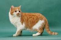 Picture of Red Mackerel Tabby & White cat