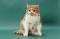 Picture of Red Mackerel Tabby & White