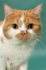 Picture of Red Mackerel Tabby & White