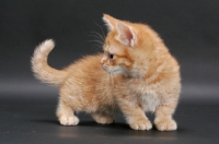 Picture of Red Mackerel Tabby Munchkin kitten, turning