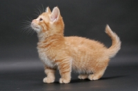 Picture of Red Mackerel Tabby Munchkin kitten, side view