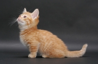 Picture of Red Mackerel Tabby Munchkin kitten, side view