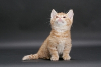 Picture of Red Mackerel Tabby Munchkin kitten