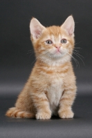 Picture of Red Mackerel Tabby Munchkin kitten