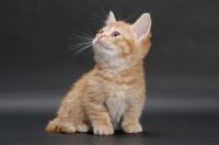 Picture of Red Mackerel Tabby Munchkin kitten