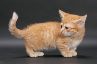 Picture of Red Mackerel Tabby Munchkin kitten