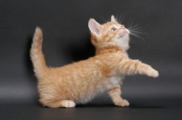 Picture of Red Mackerel Tabby Munchkin kitten, reaching