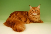 Picture of red main coon lying on green background