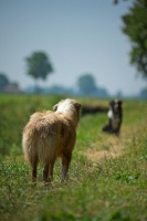 Picture of red merle and blue merle australian shepherd standing still and looking at each other, countryside scenery