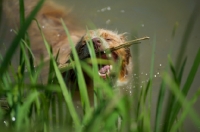 Picture of red merle australian shepherd playing with a stick in the water