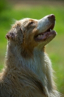 Picture of red merle australian shepherd head profile