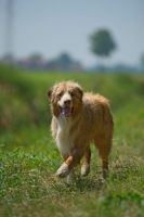 Picture of red merle australian shepherd walking in a natural environment