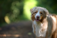 Picture of red merle australian shepherd in a natural environment
