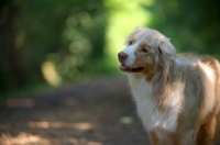 Picture of red merle australian shepherd in a natural environment, tilting head