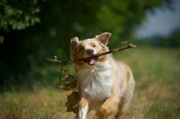 Picture of red merle australian shepherd running with a stick in his mouth