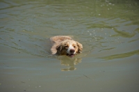 Picture of red merle australian shepherd swimming