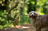 Picture of red merle australian shepherd holding a big stick in his mouth, forest background