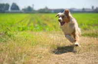 Picture of red merle australian shepherd running in a countryside scenery