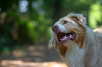 Picture of red merle australian shepherd in a natural environment, tilting his head