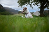 Picture of red merle Border Collie laying in grass in front of Welsh mountain landscape