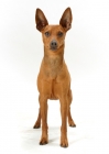 Picture of red Miniature Pinscher, Australian Champion, front view