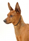 Picture of red Miniature Pinscher, Australian Champion, portrait