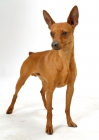 Picture of red Miniature Pinscher, Australian Champion, standing on white background
