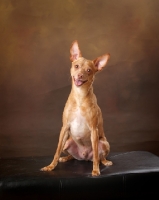 Picture of Red Miniature Pinscher