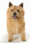 Picture of red Norwich Terrier front view on white background