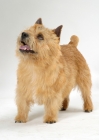 Picture of red Norwich Terrier on grey background