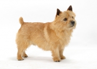 Picture of red Norwich Terrier on white background